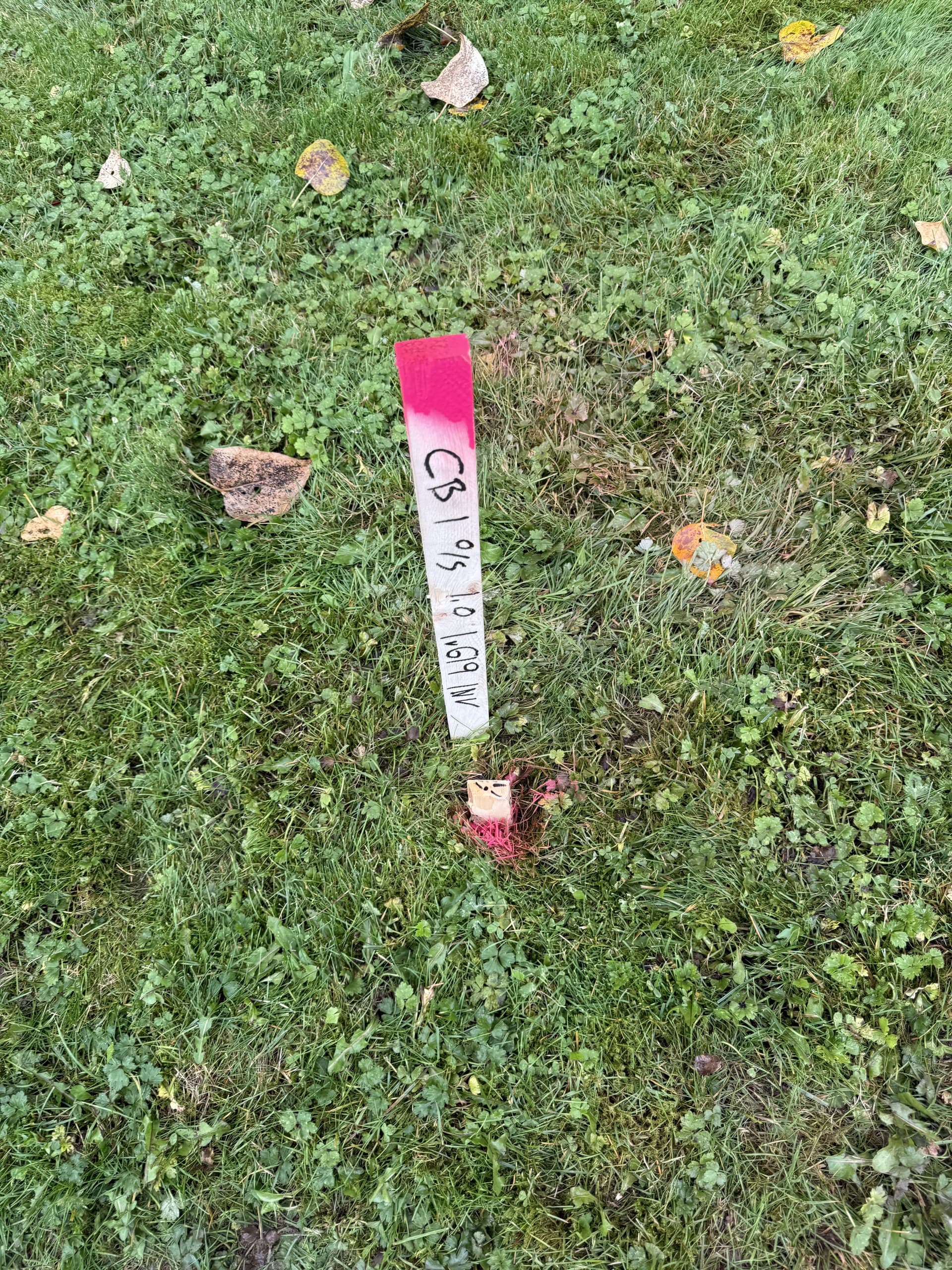 Pink offset stake marking a catch basin location on a grass boulevard
