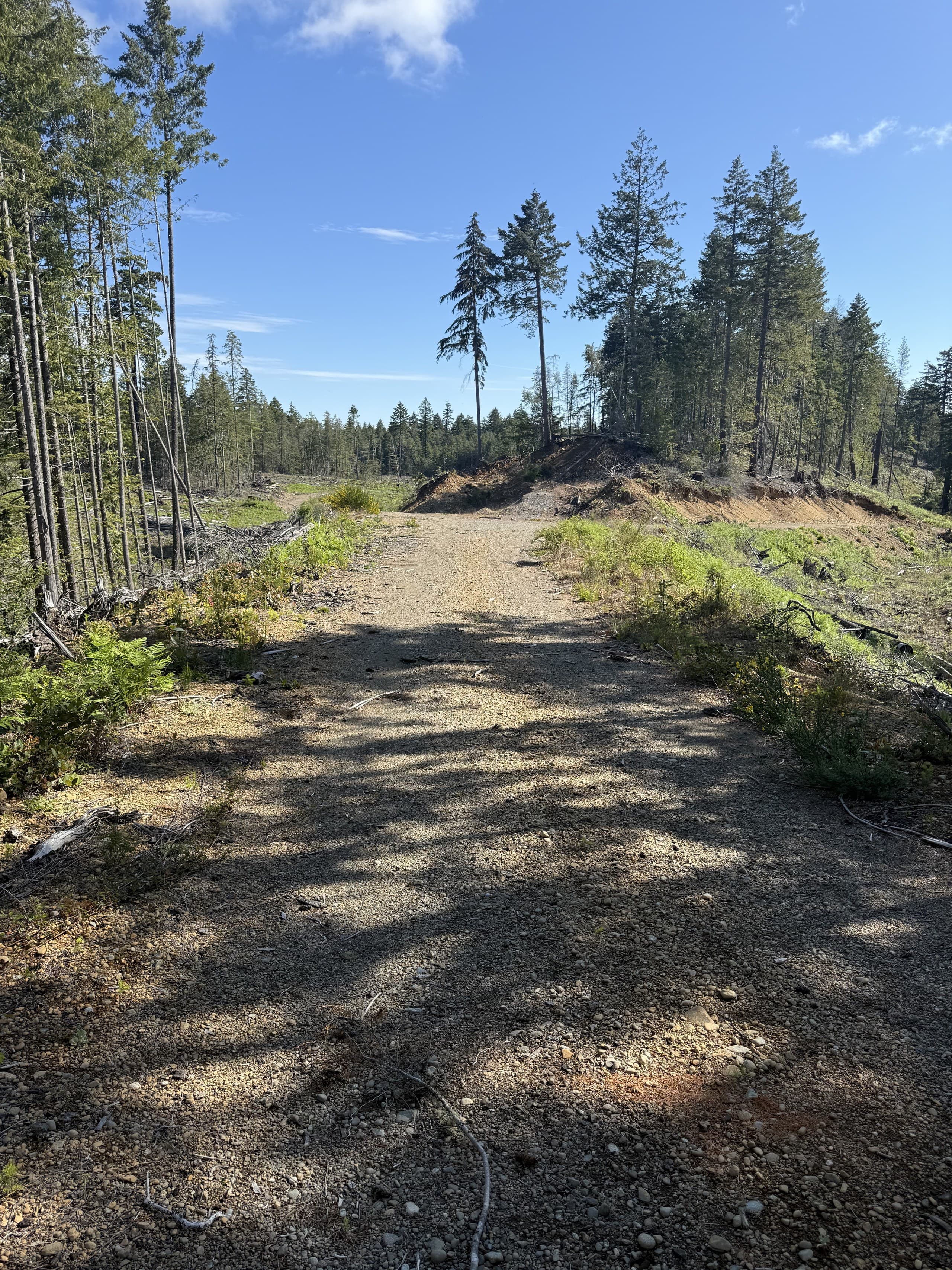 Gravel forestry road through a Vancouver Island cut block